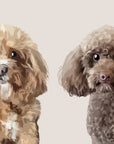 two cavoodle dogs side by side in the same picture